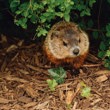 Groundhog