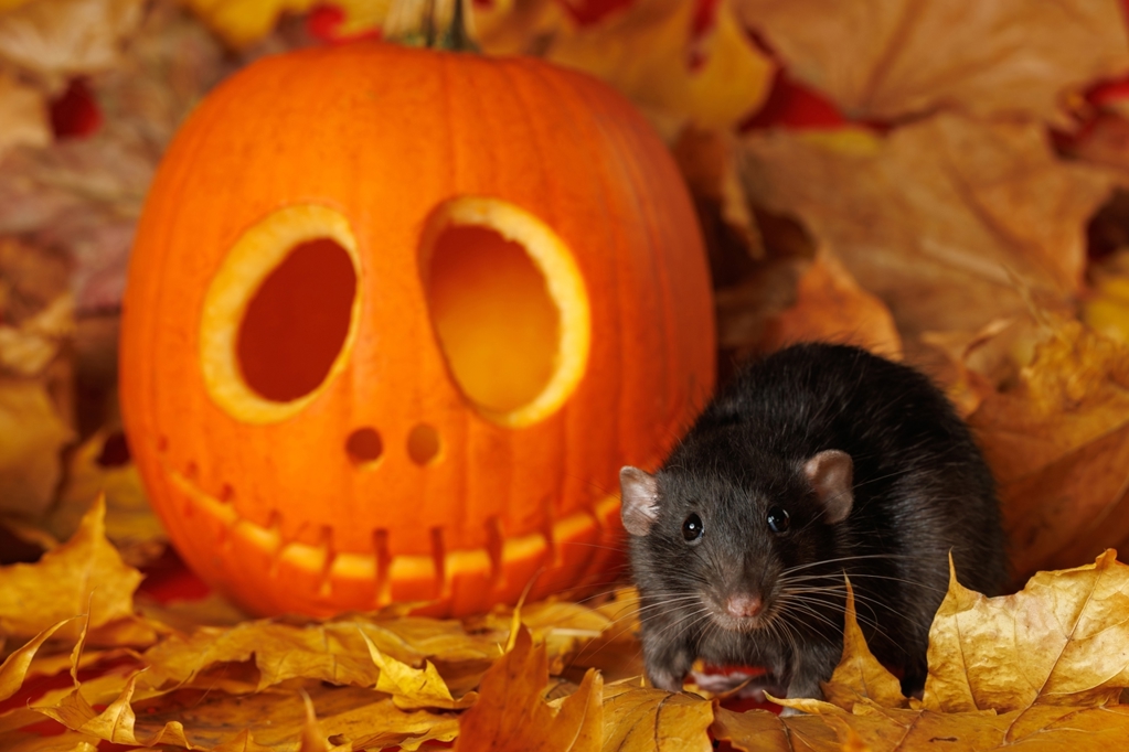 Shutterstock 2536914975