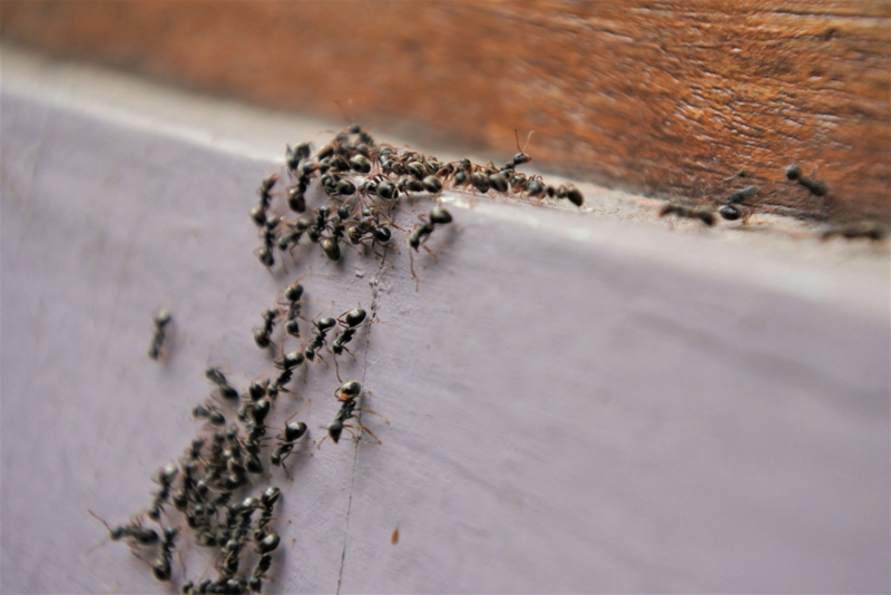 Ants