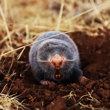 Mole