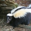 Skunk